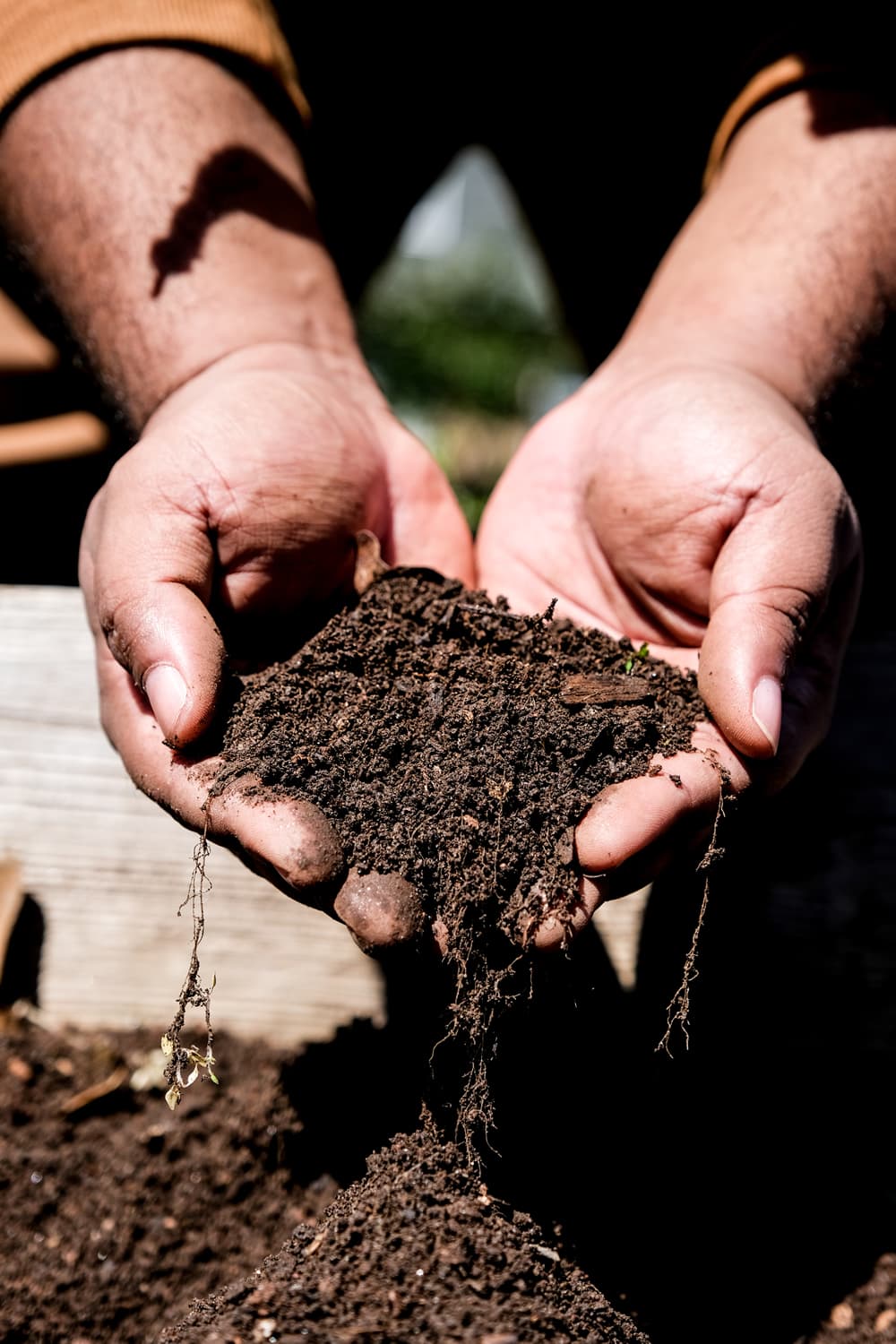 Sankofa Hands holding soil.